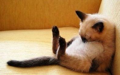 左公子猫密圈最新爆料,揭秘娱乐圈最新动态  第3张